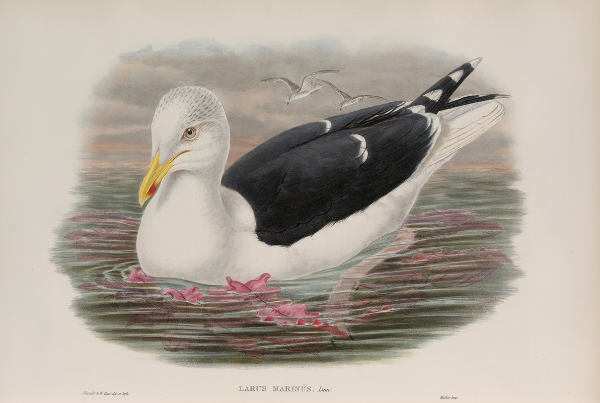 John Gould - Larus marinus. Great Black-backed Gull.