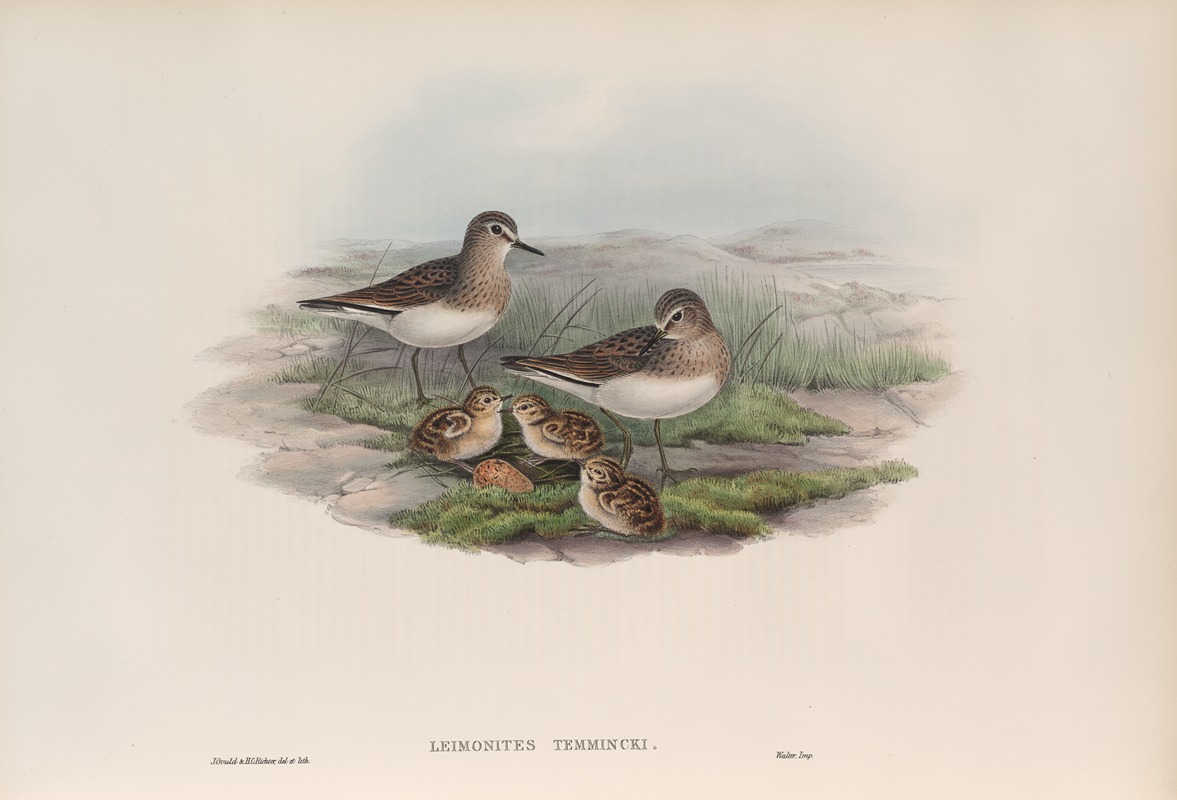 John Gould - Leimonites Temminckii. Temminck’s Stint.