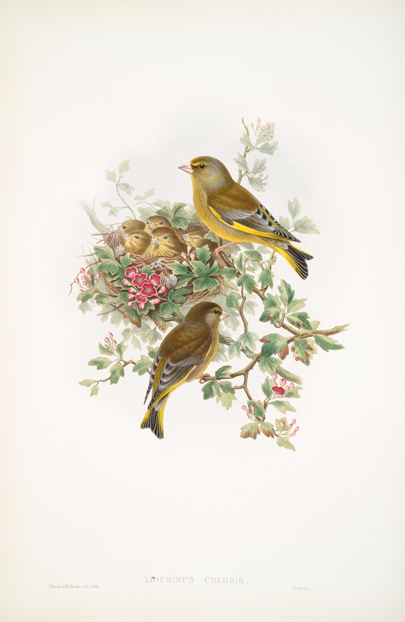 John Gould - Ligurinus chloris. Greenfinch.