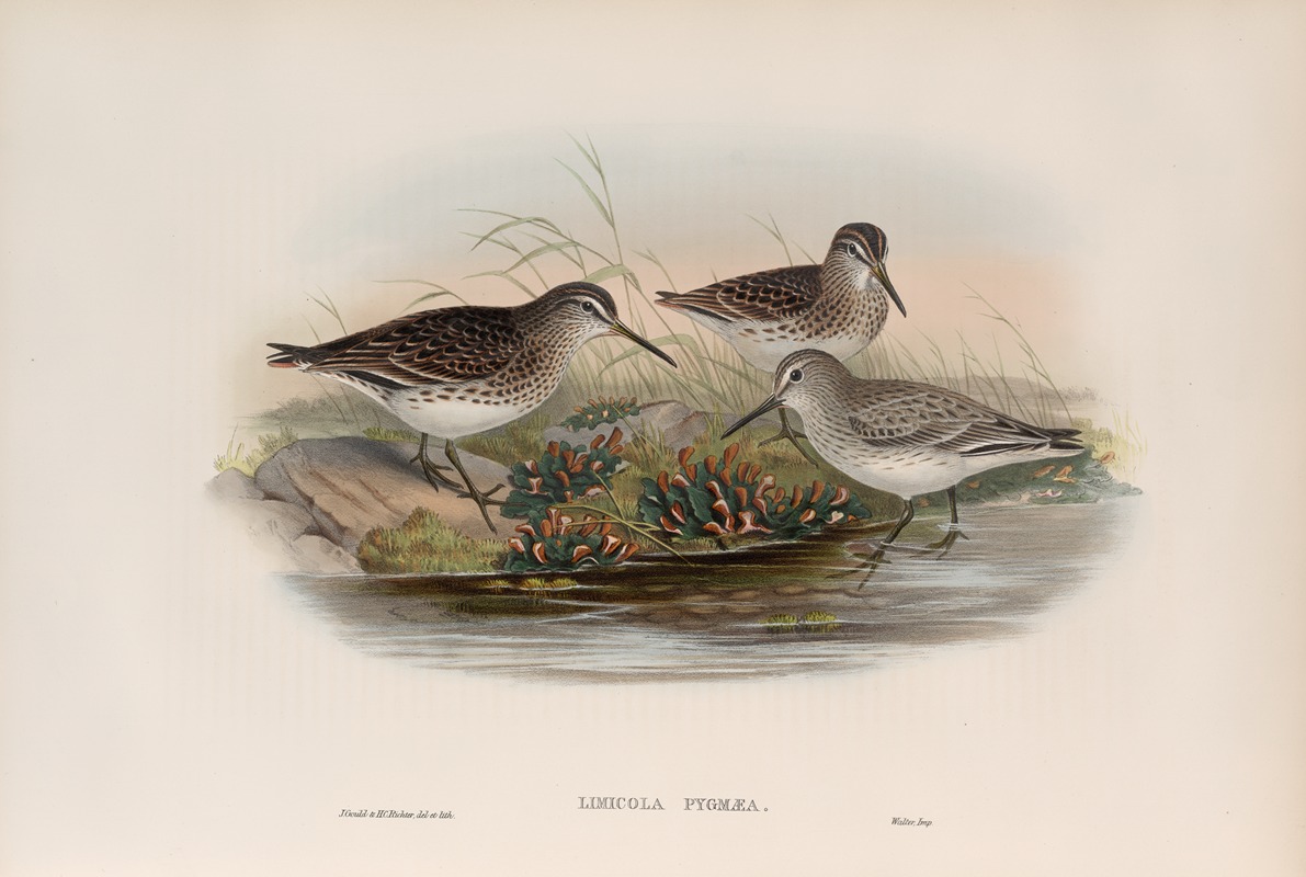 John Gould - Limicola pygmæa. Broad-billed Sandpiper.