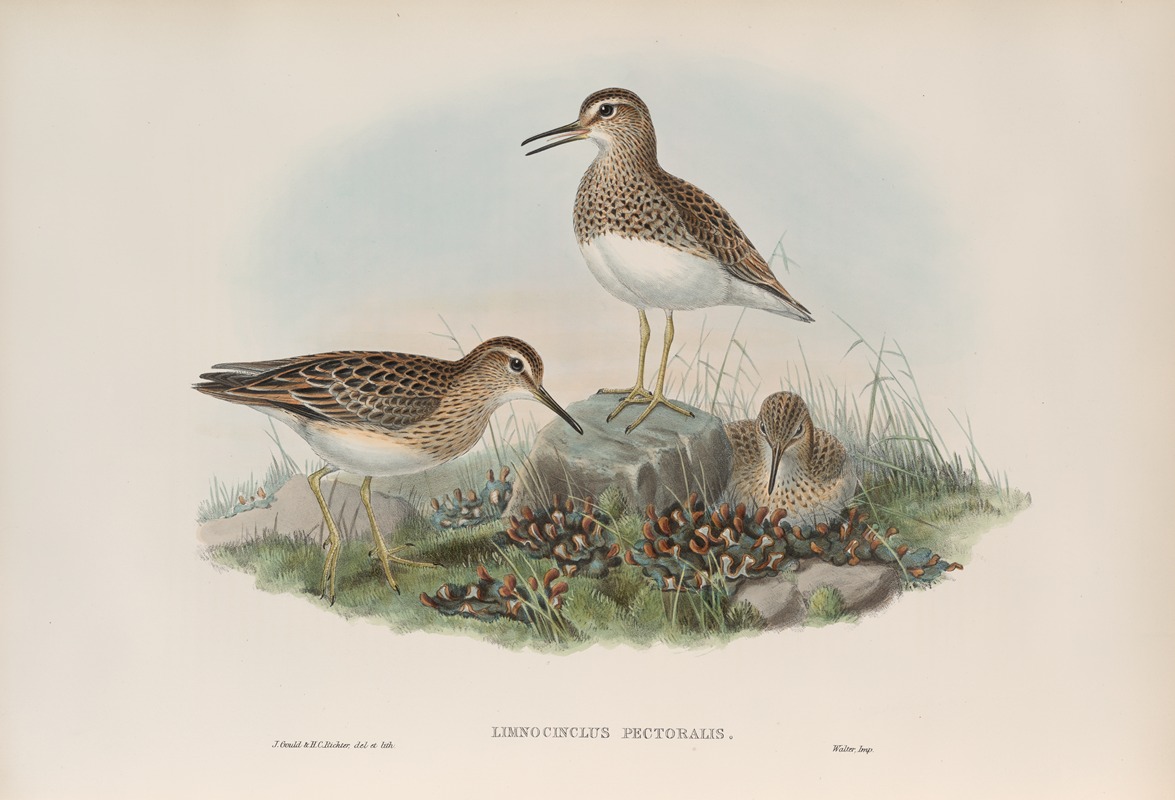 John Gould - Limnocinclus pectoralis. Pectoral Sandpiper.