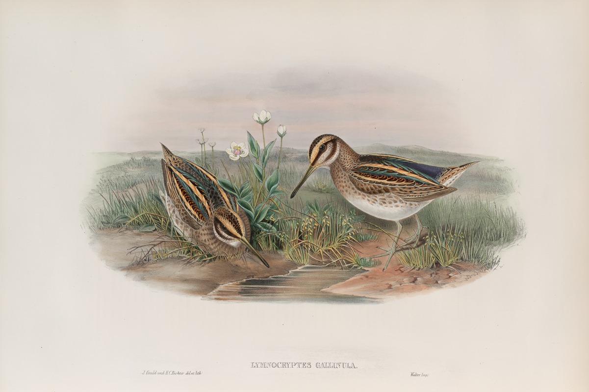 John Gould - Limnocryptes gallinula. Jack Snipe.