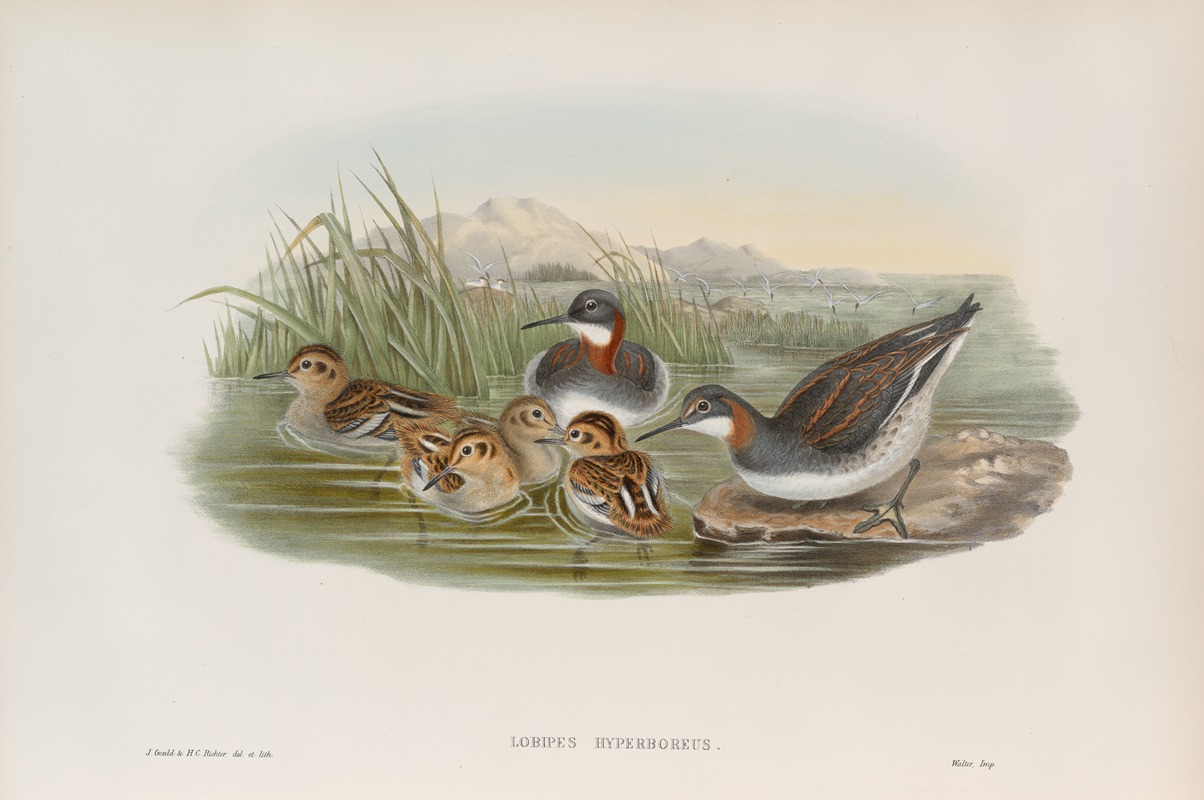 John Gould - Lobipes hyperboreus. Red-necked Phalarope.