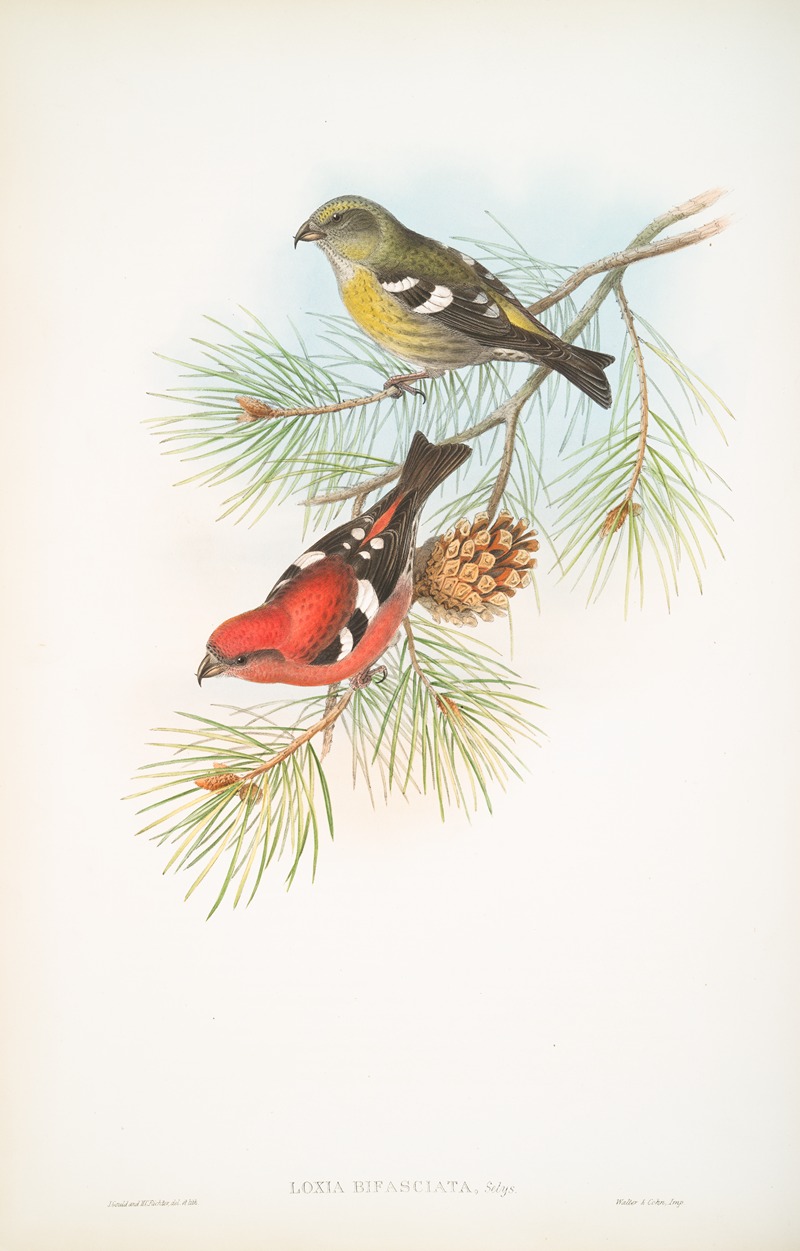 John Gould - Loxia bifasciata. White-winged Crossbill.