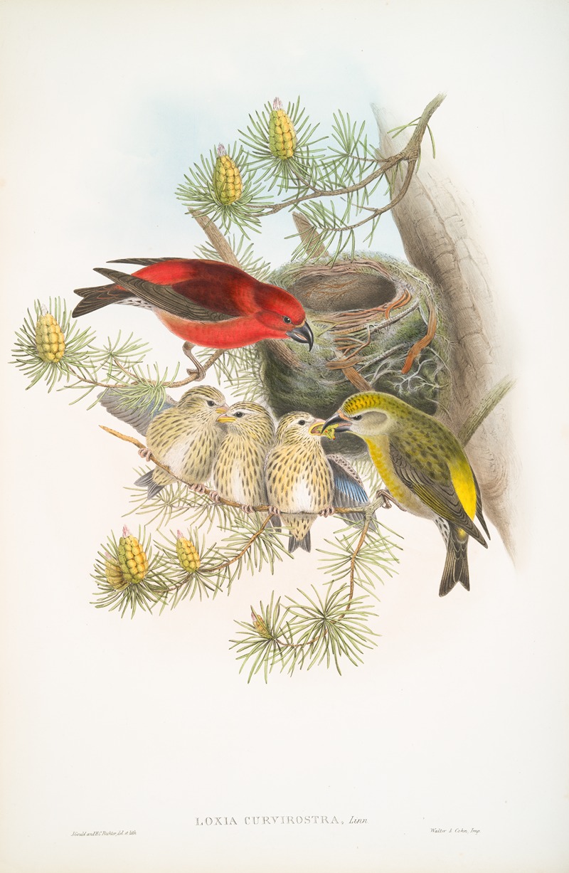 John Gould - Loxia curvirostra. Common Crossbill.