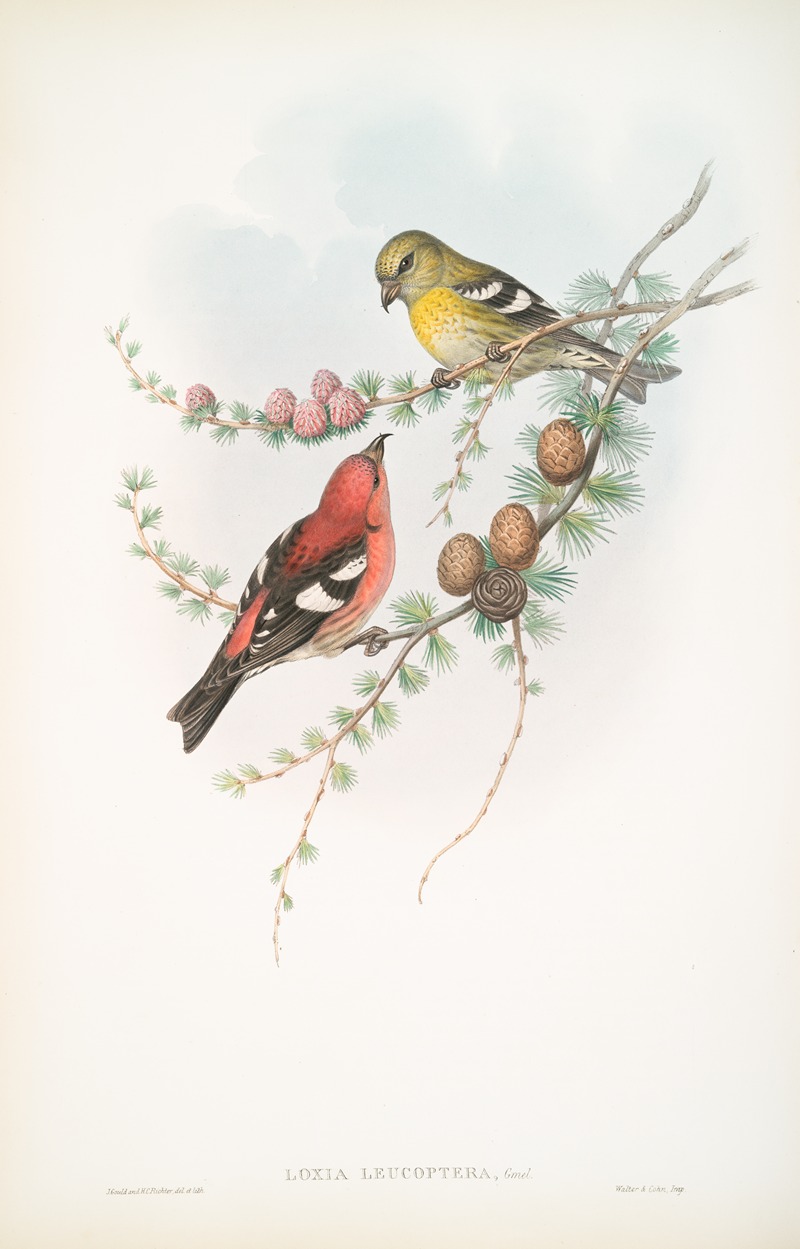 John Gould - Loxia leucoptera. American White-winged Crossbill.