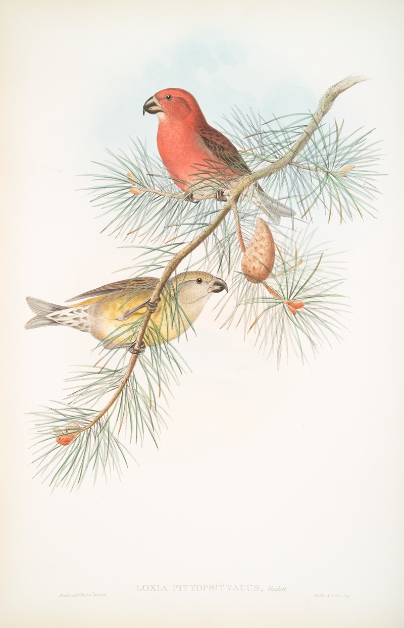 John Gould - Loxia pityopsittacus. Parrot Crossbill.
