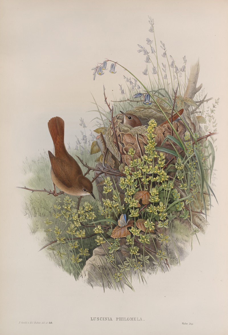 John Gould - Luscinia philomela. Nightingale.