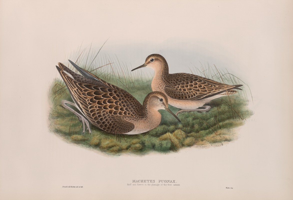 John Gould - Machetes pugnax. Ruff and Reene in first-autumn plumage.