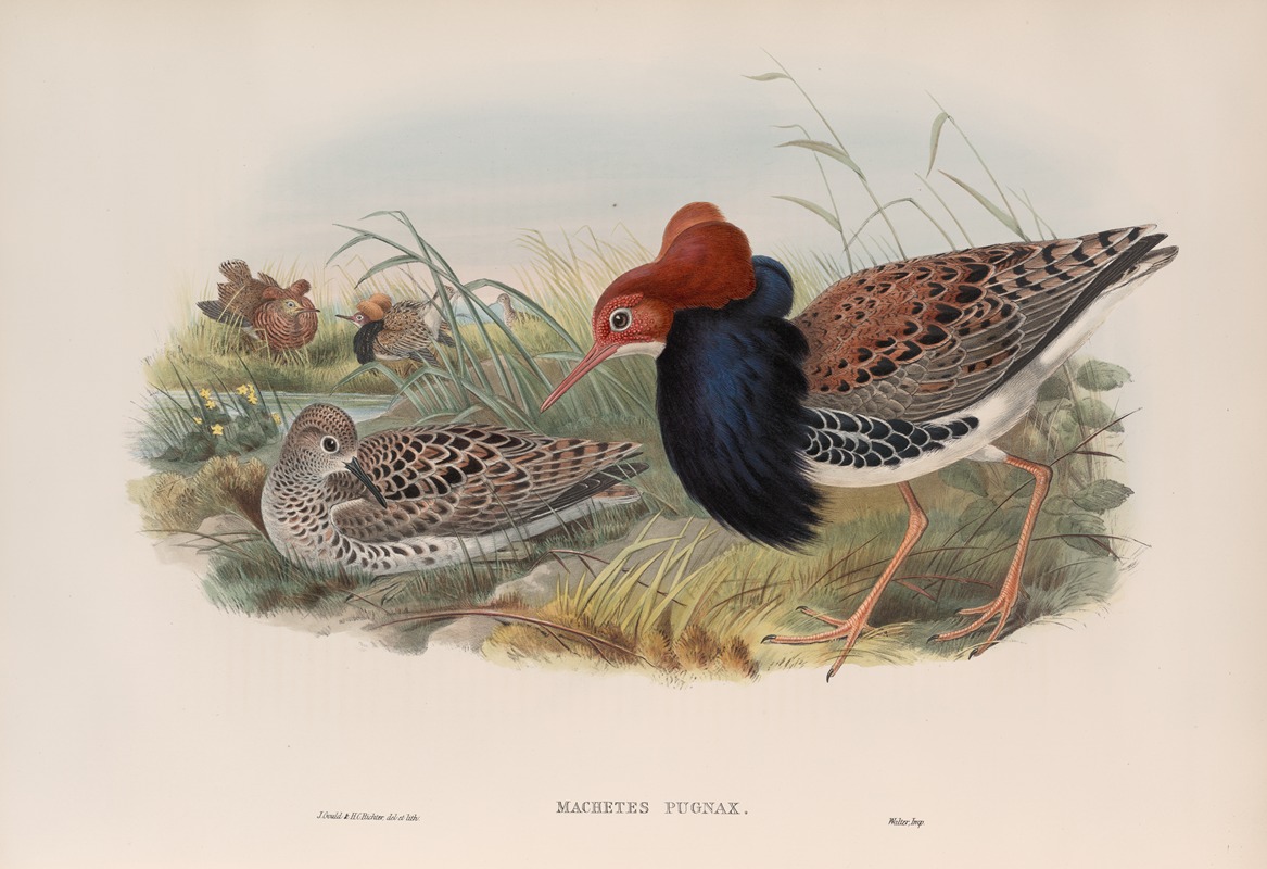 John Gould - Machetes pugnax. Ruff