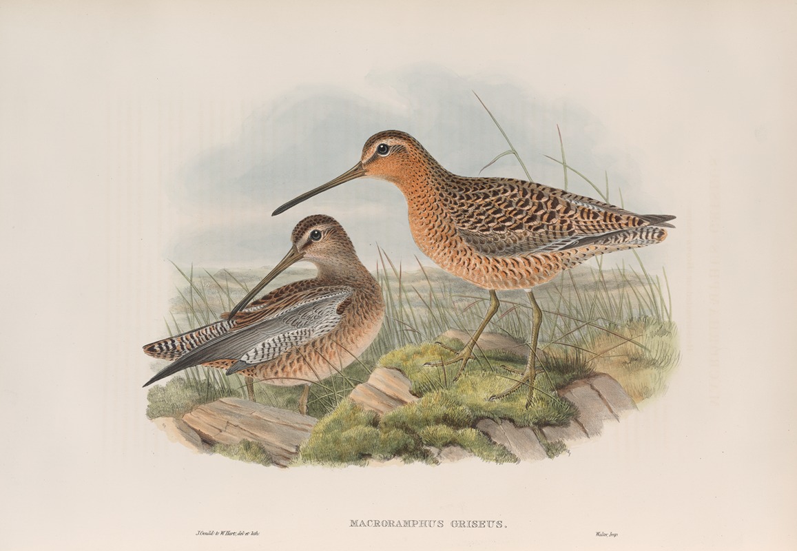 John Gould - Macrorhamphus griseus. Red-breasted or Brown Snipe.