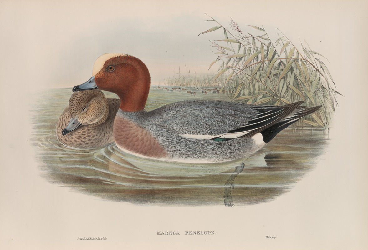 John Gould - Mareca penelope. Widgeon.