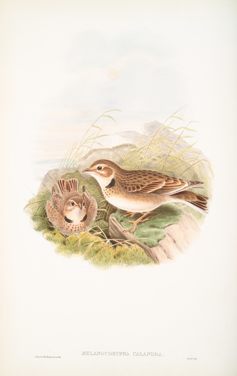 John Gould - Melanocorypha calandra. Calandra Lark.