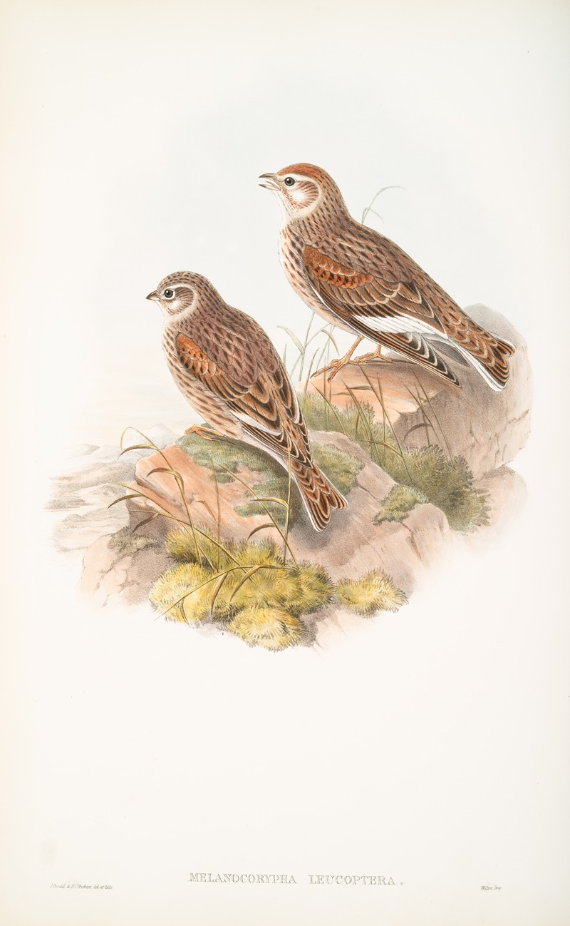 John Gould - Melanocorypha leucoptera. White-winged Lark.