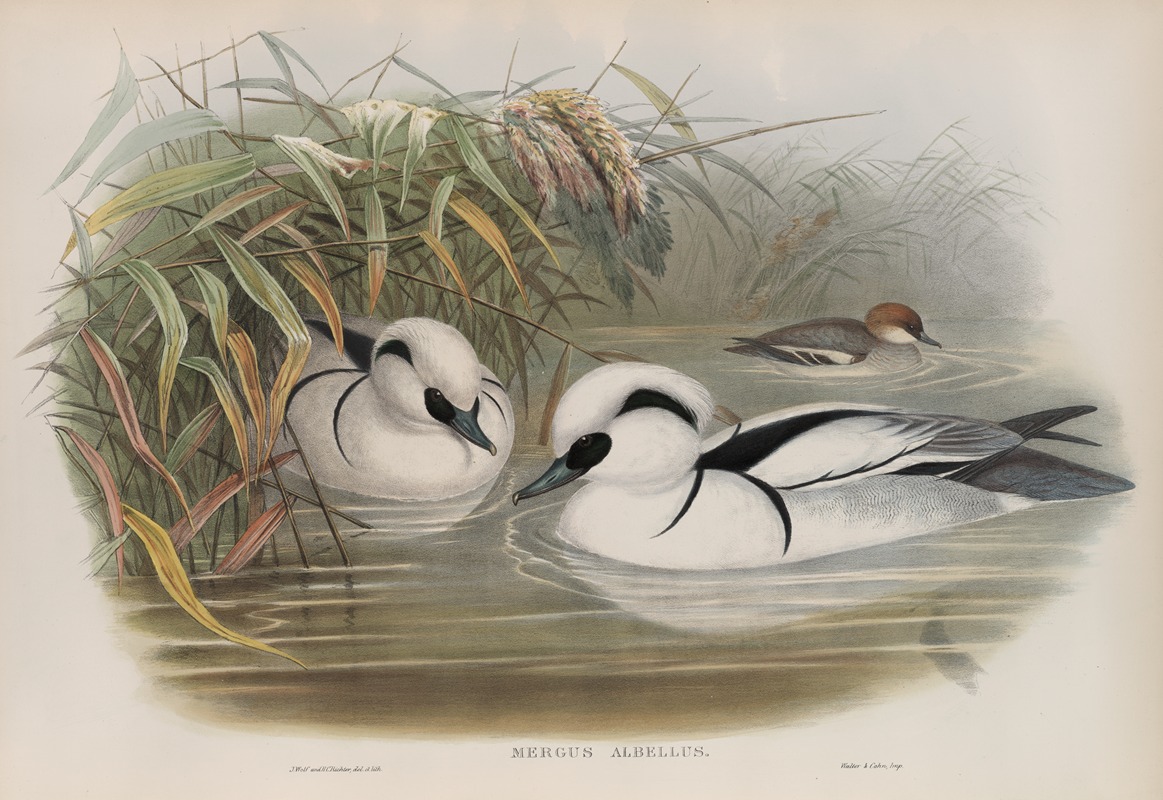 John Gould - Mergus umbellus.