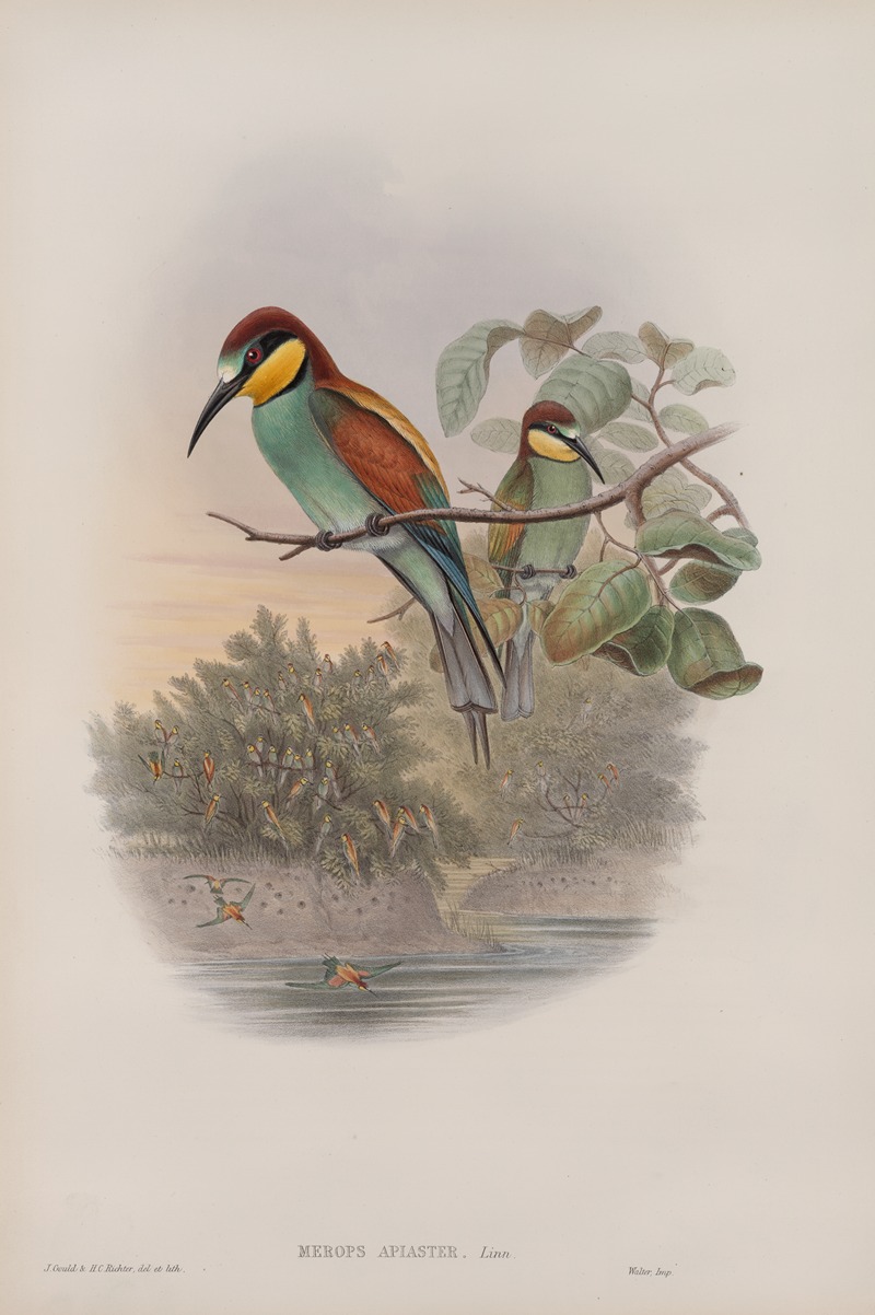 John Gould - Merops apiaster. Bee-eater.