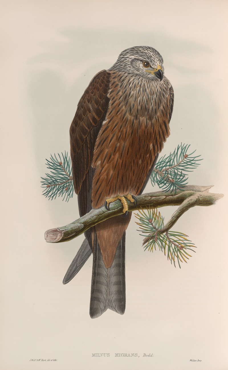John Gould - Milvus migrans. Black Kite.