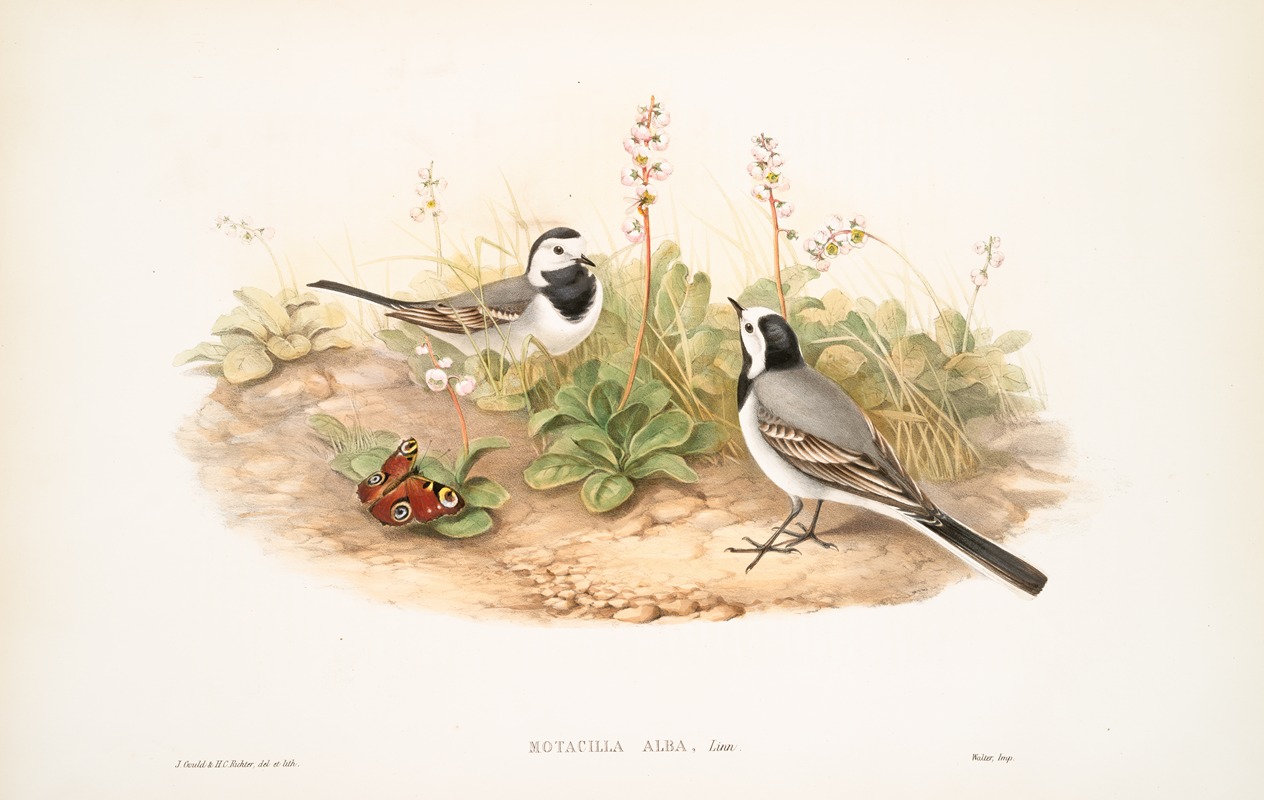 John Gould - Motacilla alba. White Wagtail.