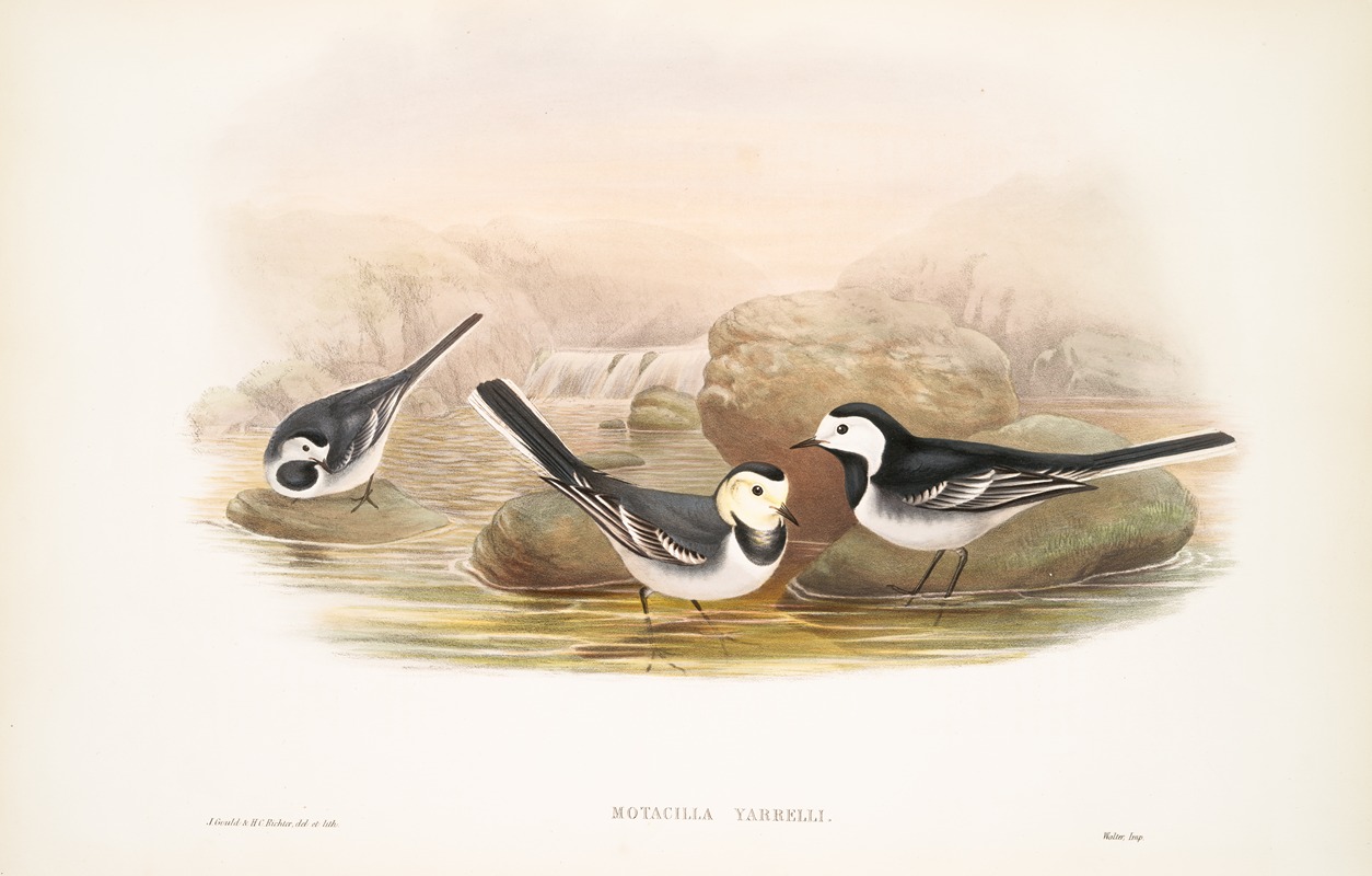 John Gould - Motacilla Yarrelli. Pied Wagtail.