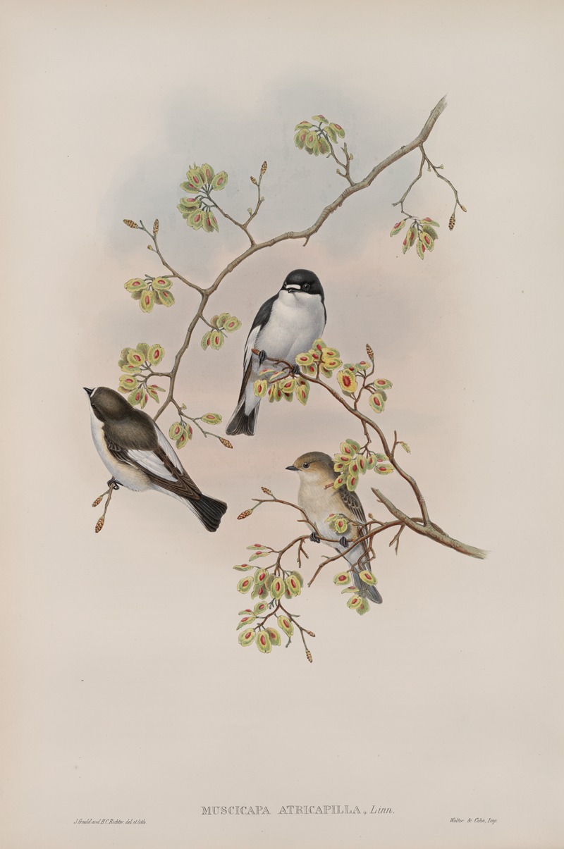 John Gould - Muscicapa atricapilla. Pied Flycatcher