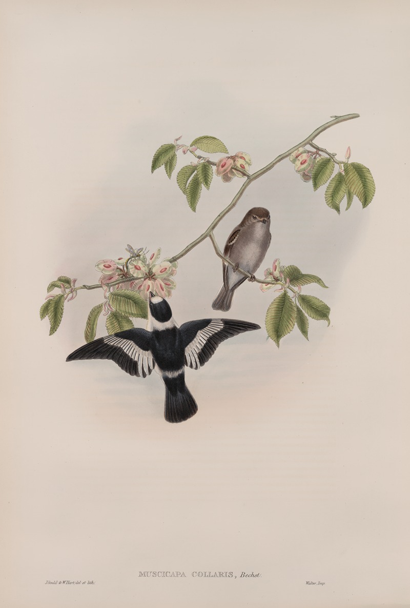 John Gould - Muscicapa collaris. White-collared Flycatcher