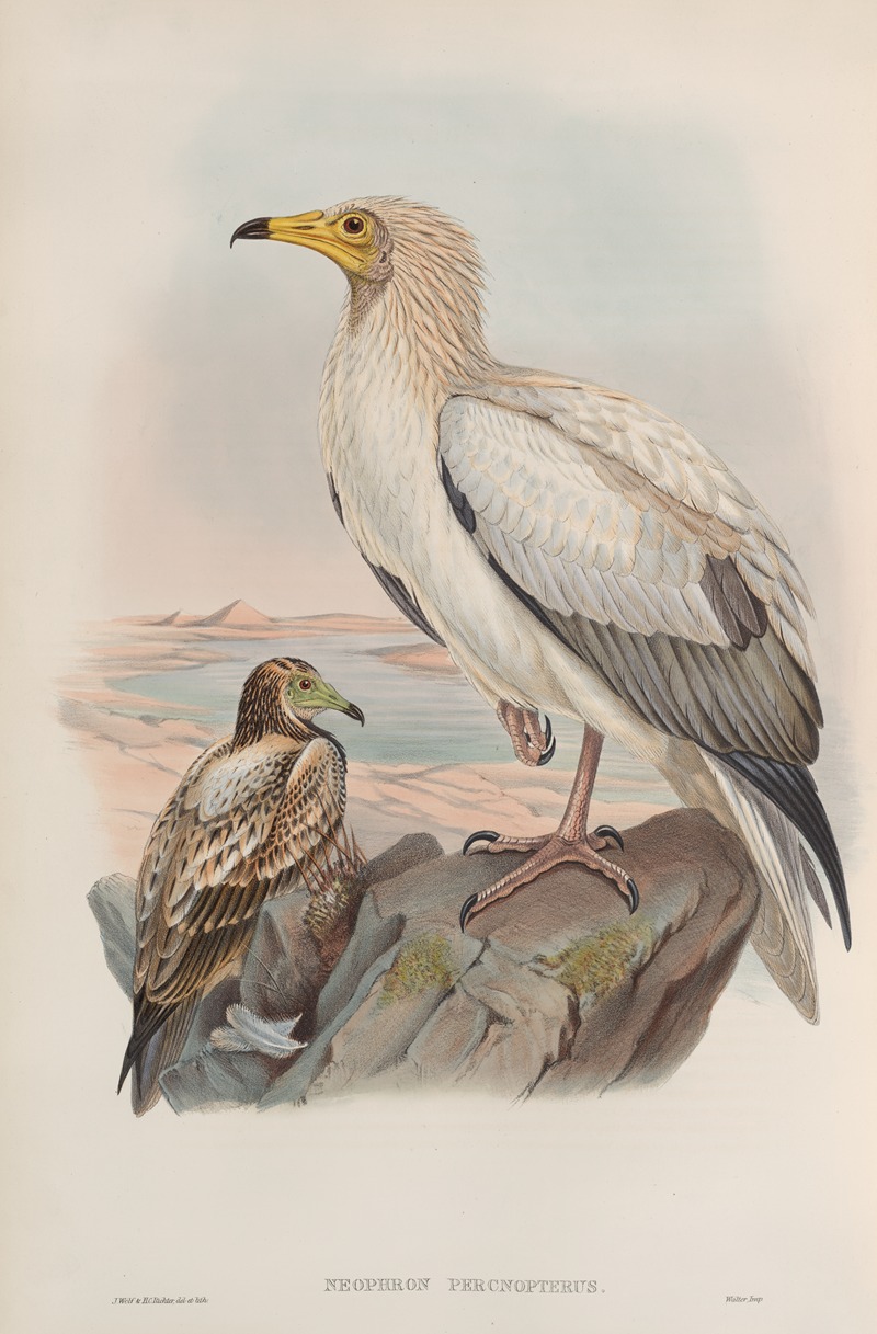 John Gould - Neophron percnopterus. Egyptian Vulture.