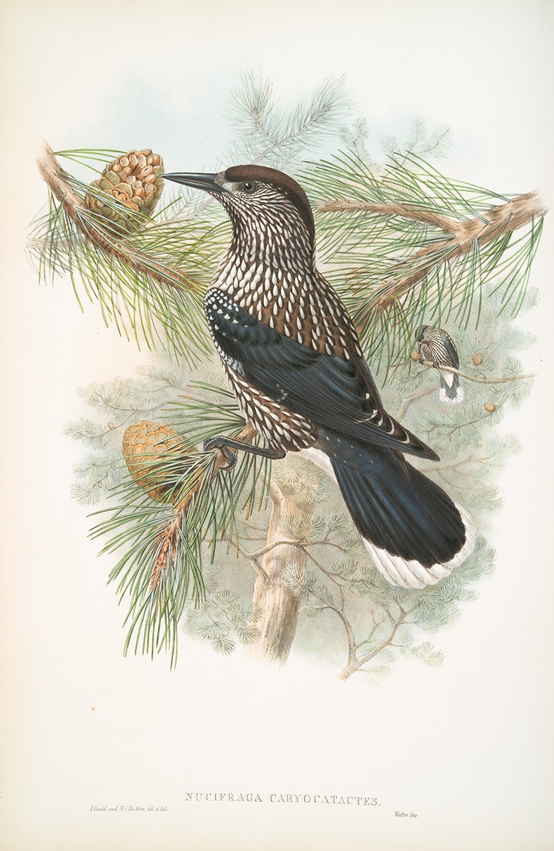 John Gould - Nucifraga caryocatactes. Nutcracker.