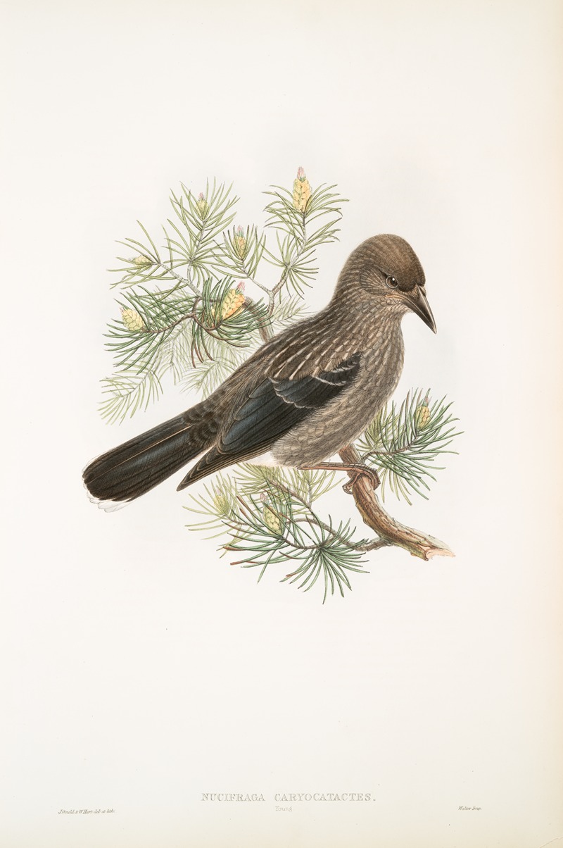 John Gould - Nucifraga caryocatactes. Young. Nutcracker.