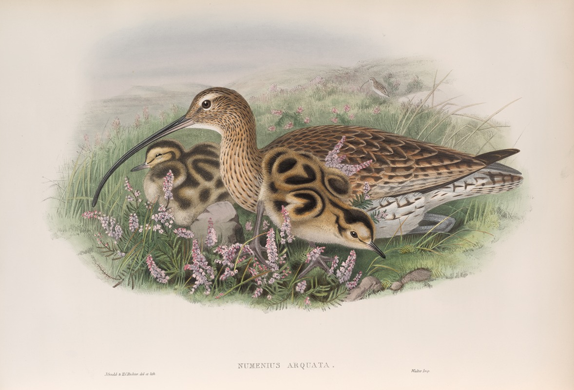 John Gould - Numenius arquata. Curlew.