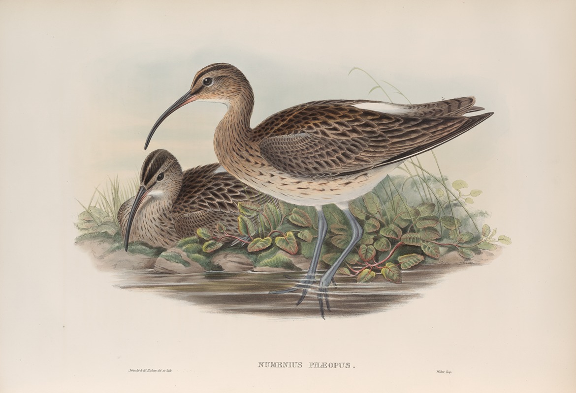 John Gould - Numenius phæopus. Whimbrel.