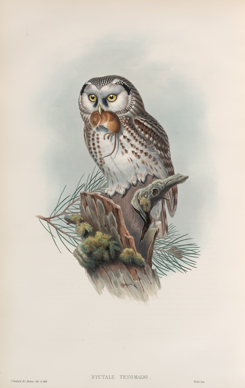 John Gould - Nyctale tengmalmi. Tengmalm’s Owl.