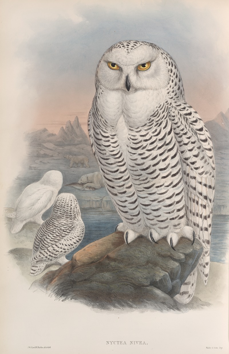 John Gould - Nyctea nivea. Snowy Owl.