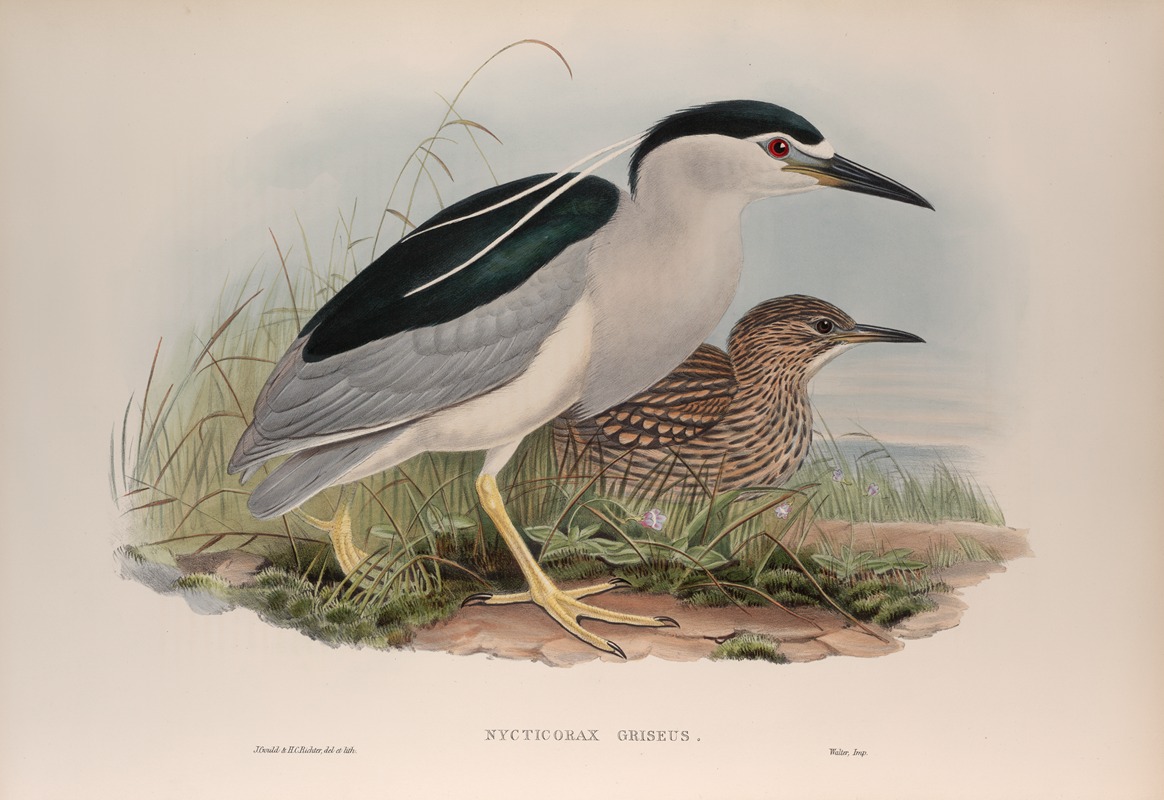 John Gould - Nycticorax griseus. Night-Heron.