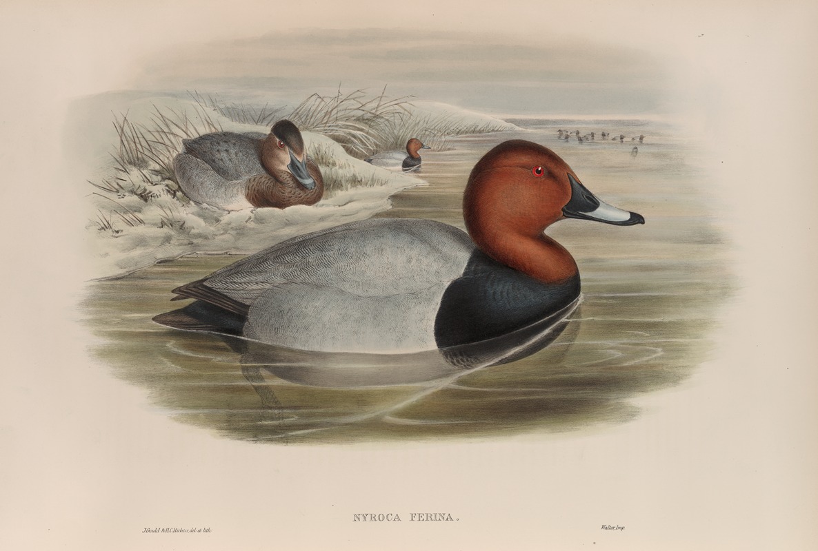 John Gould - Nyroca ferina. Pochard.