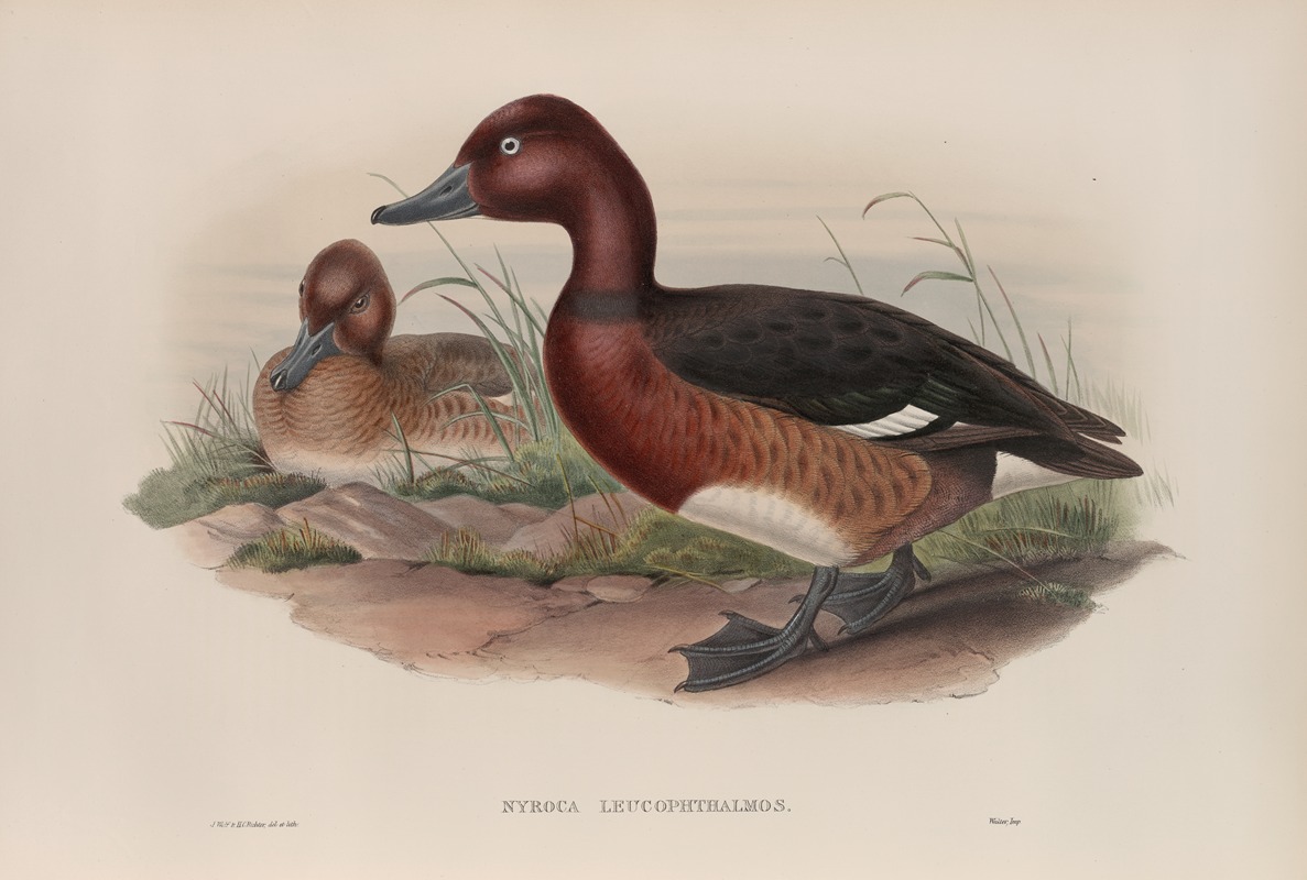 John Gould - Nyroca leucophthalmos. White-eyed, or Ferruginous Duck.