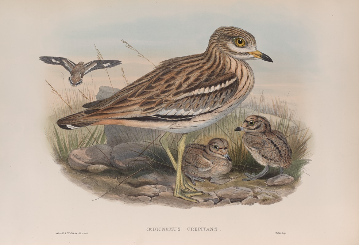 John Gould - Oedicnemus crepitans.
