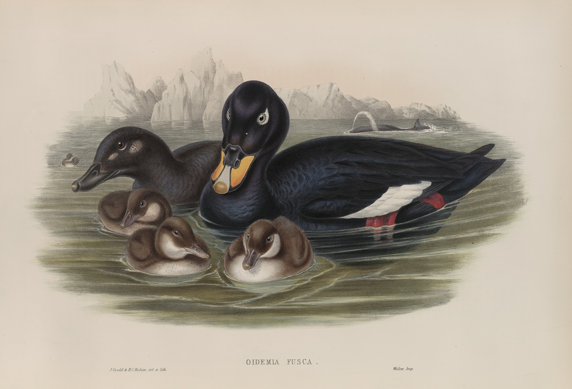 John Gould - Oidemia fusca. Velvet Scoter.
