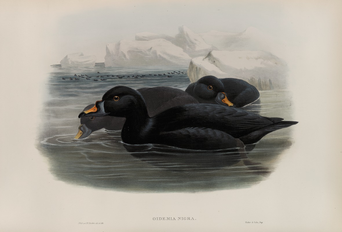 John Gould - Oidemia nigra. Scoter.