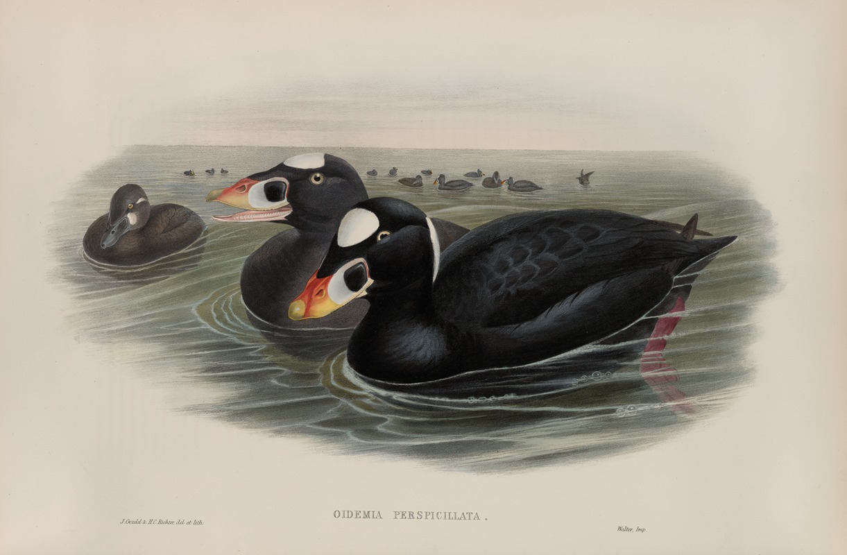John Gould - Oidemia perspicillata. Surf Scoter.
