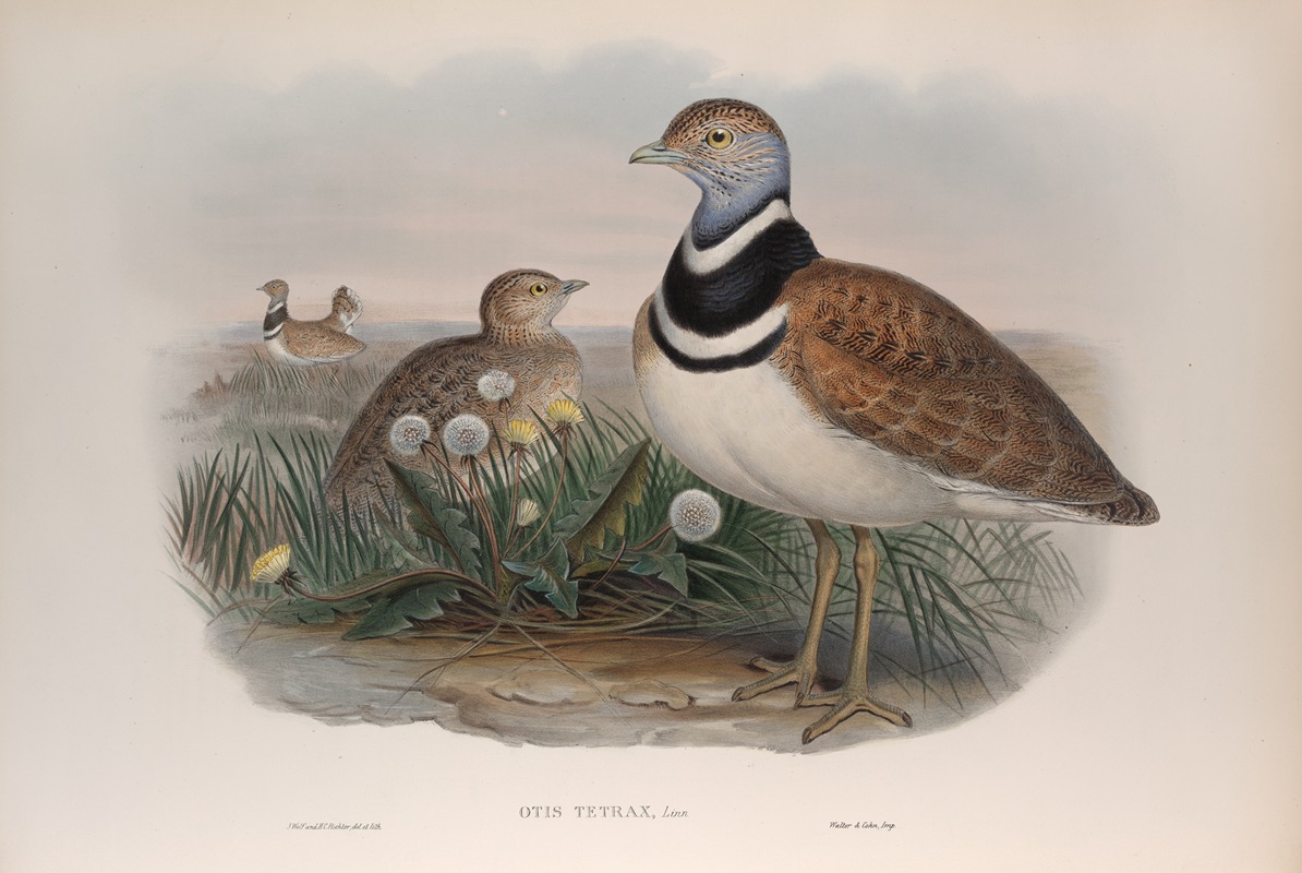 John Gould - Otis tetrax. Little Bustard.