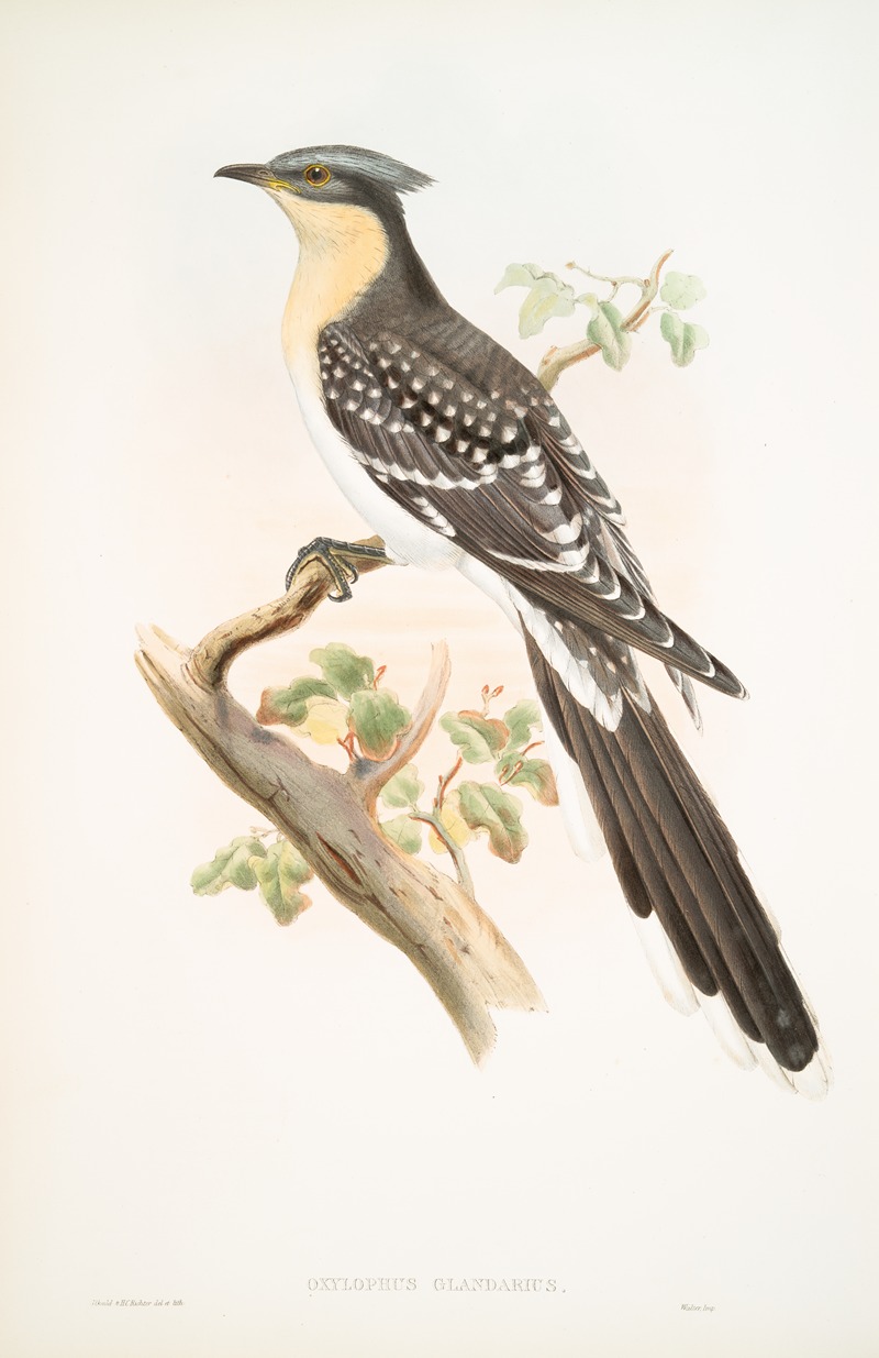 John Gould - Oxylophus glandarius. Great Spotted Cuckoo.