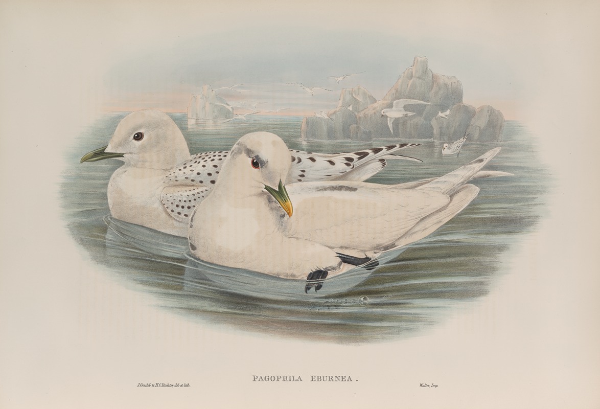 John Gould - Pagophila eburnea. Ivory Gull.