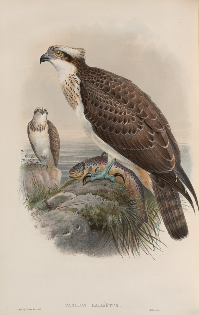 John Gould - Pandion haliaëtus. Osprey