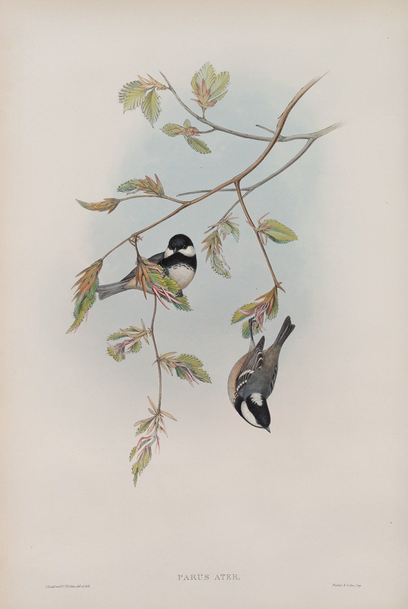 John Gould - Parus ater. Coal Tit.