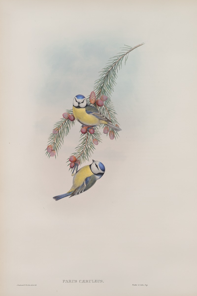 John Gould - Parus cæruleus. Blue Tit.