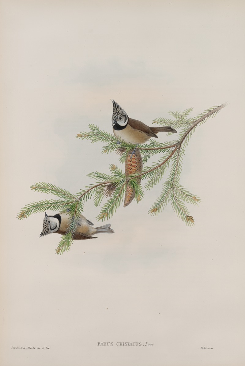 John Gould - Parus cristatus. Crested Tit.