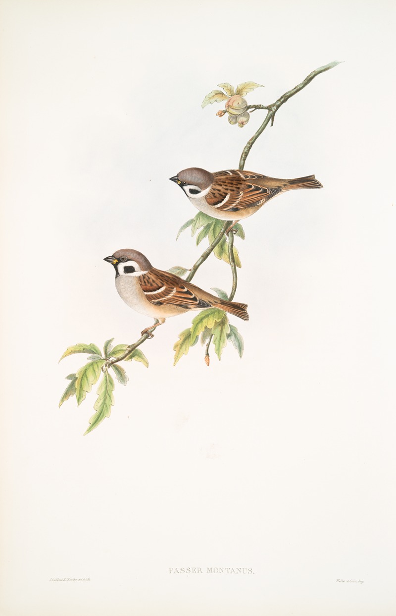 John Gould - Passer montanus. Tree-Sparrow.