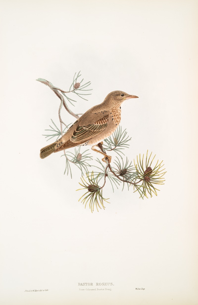 John Gould - Pastor roseus. Rose-coloured Pastor (young).