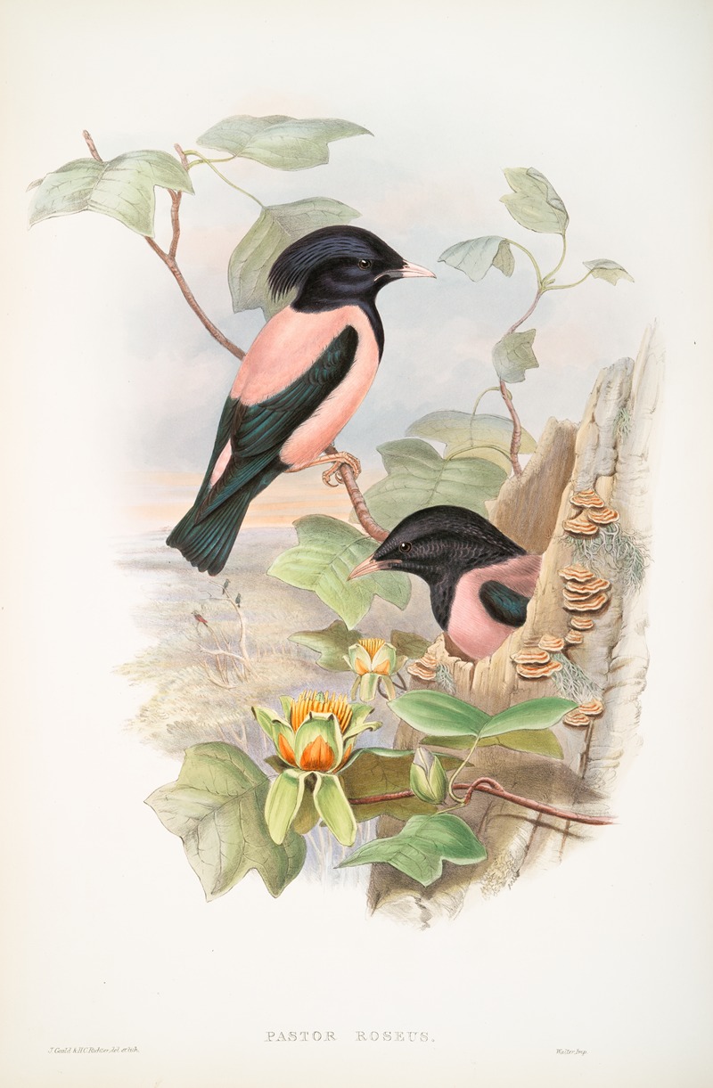 John Gould - Pastor roseus. Rose-coloured Pastor.
