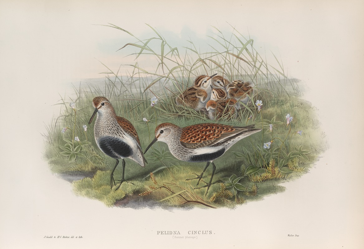 John Gould - Pelinda cinclus. (Summer plumage). Dunlin (summer plumage).